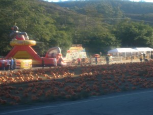 Pumpkin Shopping