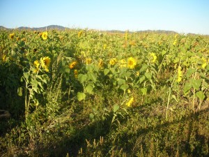 windzerzauste Zonnenblumen