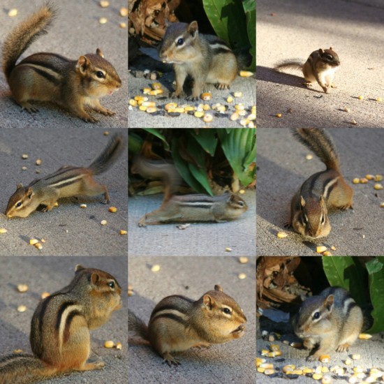 chipmunks-vi