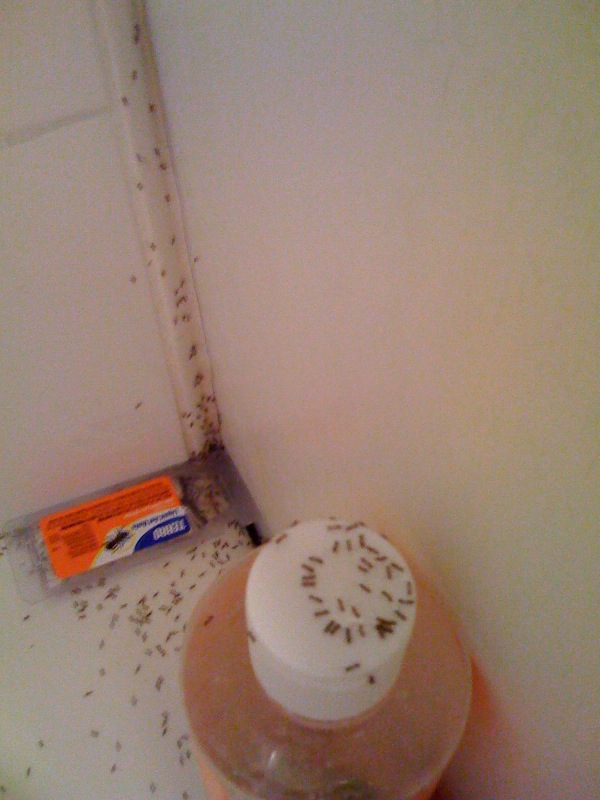 ants2