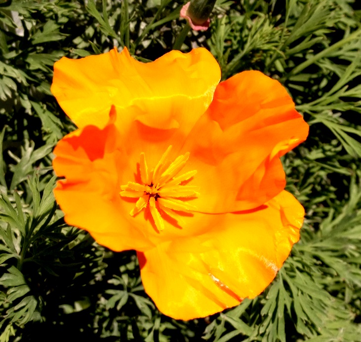 Spring 9 California Poppy