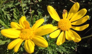 a spring2
