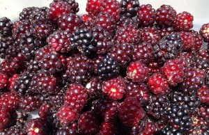 1 Pfund Beeren