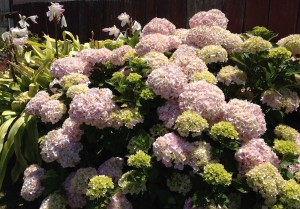 Hortensia