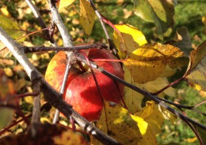 Apfel