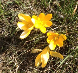 Krokus