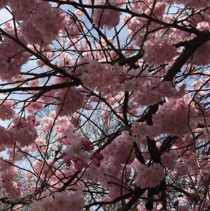 Kirschblüte